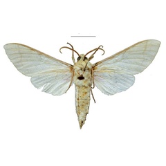 /filer/webapps/moths/media/images/T/tsumeb_Neoclanis_PTM_ZSMb.jpg