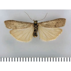 /filer/webapps/moths/media/images/K/kamiense_Entephrilema_AF_ZMHB.jpg