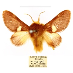 /filer/webapps/moths/media/images/A/albipuncta_Latoiola_AM_BMNH_wz6hI7p.jpg