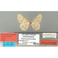/filer/webapps/moths/media/images/M/mimela_Pachycnemoides_HT_TMSA.jpg