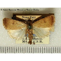 /filer/webapps/moths/media/images/C/clavipalpis_Caradrina_A_OUMNH_01.jpg