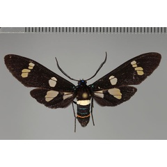 /filer/webapps/moths/media/images/M/manfredi_Euchromia_HT_ZSM_01.jpg