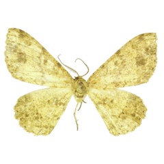 /filer/webapps/moths/media/images/C/cedrici_Racotis_PTF_ZSM.jpg