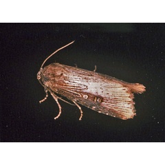 /filer/webapps/moths/media/images/I/interstriata_Micragrotis_A_Roland_01.jpg