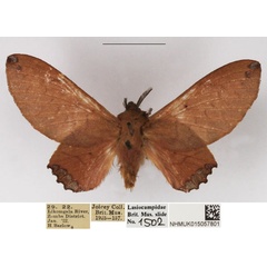 /filer/webapps/moths/media/images/M/micha_Nirbiana_AM_NHMUK.jpg