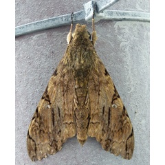 /filer/webapps/moths/media/images/M/morganii_Xanthopan_A_Voaden.jpg