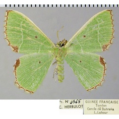 /filer/webapps/moths/media/images/H/hemictenes_Comibaena_AF_ZSM.jpg