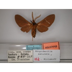 /filer/webapps/moths/media/images/S/saturata_Rhipidarctia_HT_RMCA_02.jpg