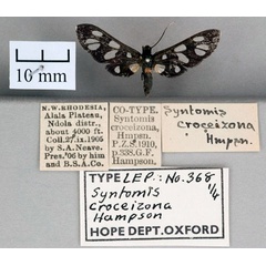 /filer/webapps/moths/media/images/C/croceizona_Syntomis_ST_OUMNH_01.jpg