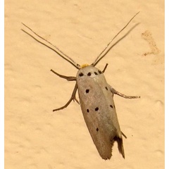 /filer/webapps/moths/media/images/R/rhoboidella_Ethmia_A_Braun_07.jpg