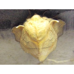 /filer/webapps/moths/media/images/R/rosa_Philotherma_A_Sydes.jpg