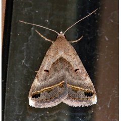 /filer/webapps/moths/media/images/C/circumdata_Acantholipes_A_Roland_01.jpg