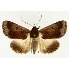 /filer/webapps/moths/media/images/S/selenaris_Ophiusa_AM_TMSA_02.jpg