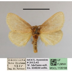/filer/webapps/moths/media/images/T/taeniosoma_Laelioproctis_A_MGCLa_02.JPG