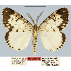 /filer/webapps/moths/media/images/T/turlini_Scaphocera_HT_MNHN.jpg