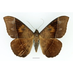 /filer/webapps/moths/media/images/A/amblyops_Cyligramma_AF_Basquin_01.jpg