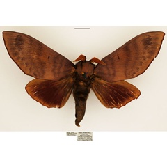 /filer/webapps/moths/media/images/G/griseocincta_Gonometa_AM_TMSA.jpg