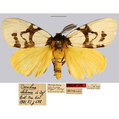 /filer/webapps/moths/media/images/C/chelonia_Dasychira_LT_MNHN.jpg