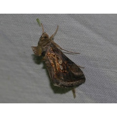 /filer/webapps/moths/media/images/C/chalcites_Chrysodeixis_A_Jorpeland.jpg