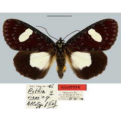 /filer/webapps/moths/media/images/V/vieui_Rothia_AT_MNHNa.jpg