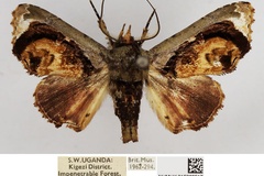 Eutelia malanga