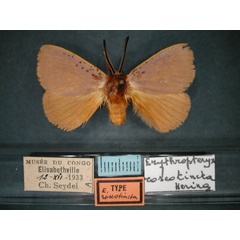 /filer/webapps/moths/media/images/R/roseotincta_Erythropteryx_HT_RMCA_01.jpg