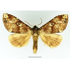 /filer/webapps/moths/media/images/B/brunneomixta_Alenophalera_AM_Basquin_01.jpg