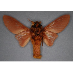 /filer/webapps/moths/media/images/S/senex_Pachytrina_HT_RMCA_02_17PM73E.jpg