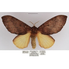/filer/webapps/moths/media/images/N/neavei_Hypotrabala_AF_TMSA.jpg