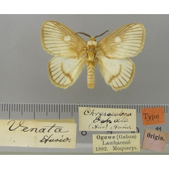 /filer/webapps/moths/media/images/V/venata_Strigivenifera_HT_ZMHB.jpg