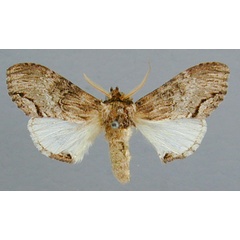 /filer/webapps/moths/media/images/G/grisea_Atrasana_A_RMCA_01.jpg