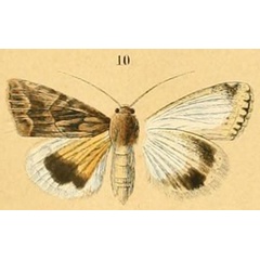 /filer/webapps/moths/media/images/C/cestis_Anumeta_HT_Menetries_10.jpg