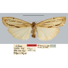/filer/webapps/moths/media/images/V/viettei_Eilema_HT_MNHN.jpg