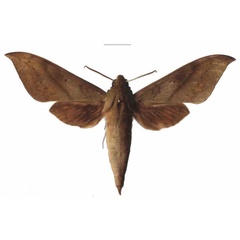/filer/webapps/moths/media/images/P/peracuta_Theretra_AM_EMEM.jpg