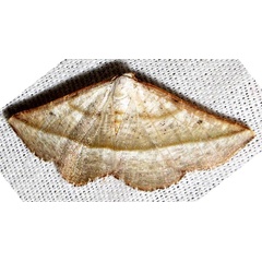 /filer/webapps/moths/media/images/A/admiranda_Drepanogynis_A_Braun_04.jpg