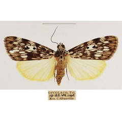 /filer/webapps/moths/media/images/A/agnesae_Sommeria_AF_TMSA_02.jpg