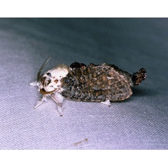 /filer/webapps/moths/media/images/O/obsolescens_Salagena_M_Roland_01.jpg