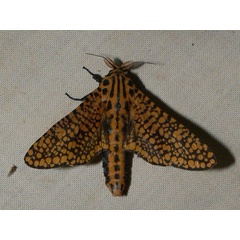 /filer/webapps/moths/media/images/R/rauana_Alophonotus_A_Goff_02.jpg