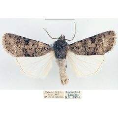 /filer/webapps/moths/media/images/C/cymograpta_Euxoa_AM_BMNH.jpg