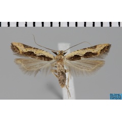 /filer/webapps/moths/media/images/C/cymotrocha_Dichomeris_AM_MfN.jpg