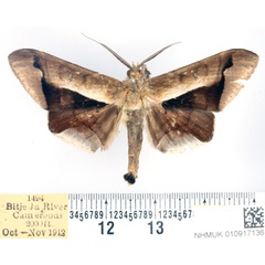 /filer/webapps/moths/media/images/P/partita_Gorua_AM_BMNH_02.jpg