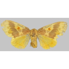 /filer/webapps/moths/media/images/L/lutulenta_Chrysopsyche_HT_BMNH.jpg