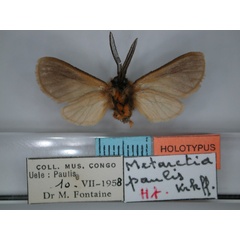 /filer/webapps/moths/media/images/P/paulis_Metarctia_HT_RMCA_02.jpg