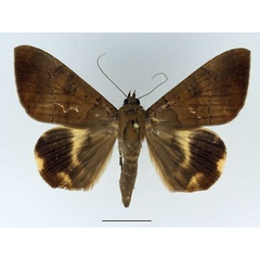 /filer/webapps/moths/media/images/C/catocaloides_Achaea_AF_Basquin_01.jpg