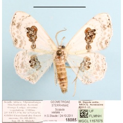 /filer/webapps/moths/media/images/V/vestalis_Problepsis_A_MGCL_01.JPG