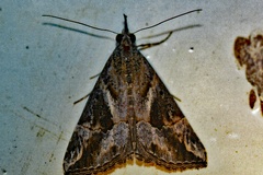 Hypena commixtalis