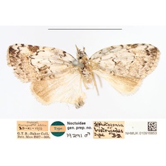 /filer/webapps/moths/media/images/B/bostrycodes_Lophotagonia_HT_NHMUK.jpg