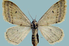 Scopula palleuca