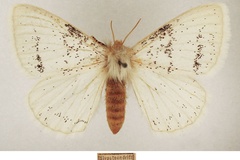 Phiala incana