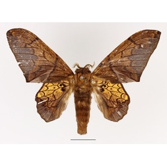 /filer/webapps/moths/media/images/W/weberi_Weberolegra_AF_Basquin.jpg